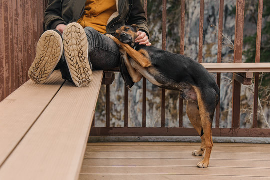 Black and brown dog lying on its owner - Powered by Adobe