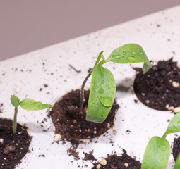 Single sprout with waterdrop in small greenhouse