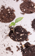 Single sprout in small greenhouse