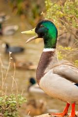 Mallard duck quacking  at a pondful of other ducks