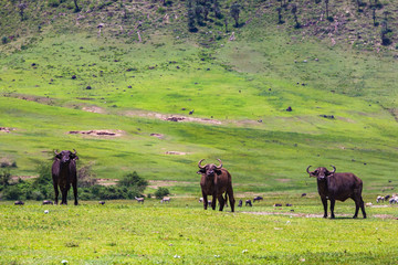 Buffalo at Ngorongro Crater conservation area. Tanzania.