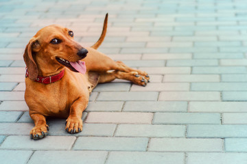 dachshund dog