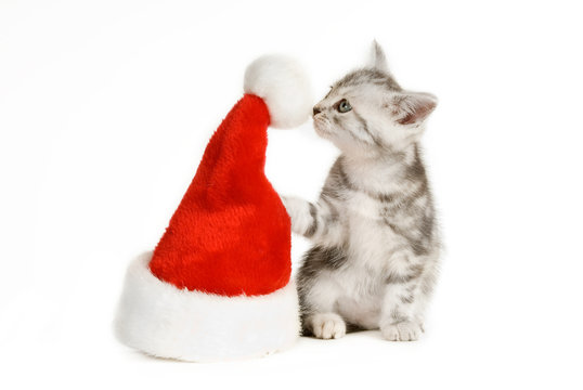 Grau getigertes Kätzchen schnuppert an Weihnachtsmütze isoliert auf weißem Hintergrund