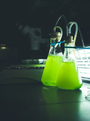 Two green algae cultures growing in glass flasks in a research laboratory with designated grow lights behind them. The glass flasks are one liter and 500 milliliters in size.