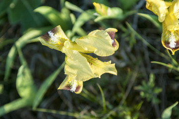Wild yellow iris flower growing in nature, summer seasonal floral sunny background