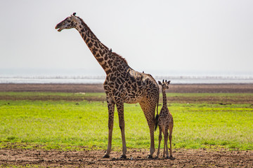 Obraz premium Giraffe. Lake Manyara National Reserve. Tanzania.