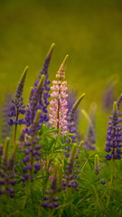 Spring Lupins