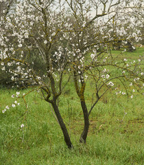 Almond trees bloomed in spring in Salento - Italy