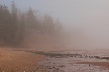 Fog on the Beach