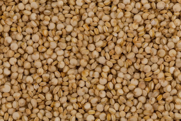 Quinoa seeds close up