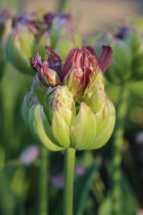 Tulipan ekskluzywny Boa Vista