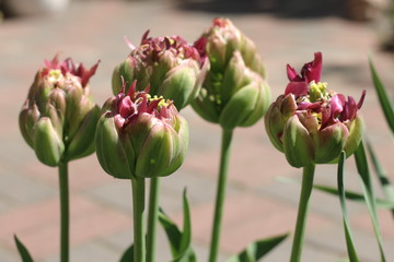 Tulipan ekskluzywny Boa Vista