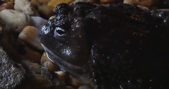 1901 African Bullfrog, 4K
