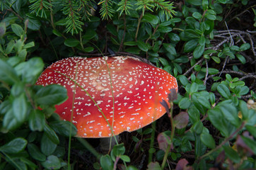 A toadstool in a Finnish forest