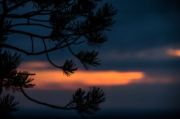 Sunset behind a spruce