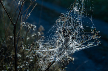 Spiderweb, a complicated structure