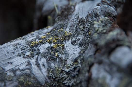 Grey lichen and moss on dried up branch
