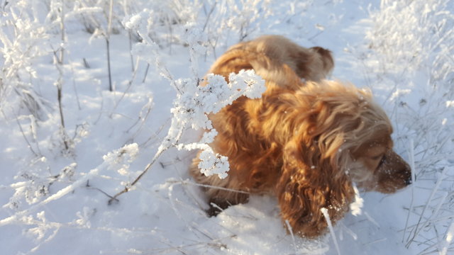 Cocker spaniel standing on frost covered grass. Red Spaniel in frozen grass in winter