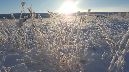 Winter landscape plant covered with snow against the background of sunset. Frozen growths against the background of a snowy field and a blue sky and sun. Dry reeds in the air