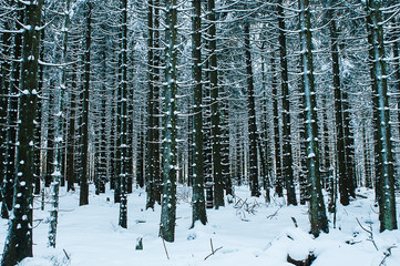 Fototapeta premium Winter Landscape Harz National Park