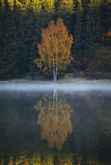 Tree reflecting in water