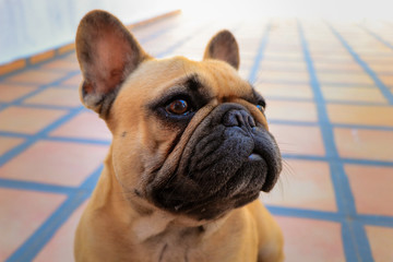 Fototapeta premium French bulldog dog