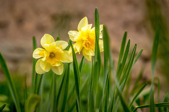 Blume gelb Narzisse Bluete im Garten Frueh Jahr Lenz