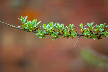 Blume Stachel Sand Dorn Beere orange Baum Busch Bluete im Garten Frueh Jahr Lenz