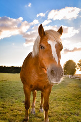 Pferd im Gegenlicht der Sonne, Hochformat