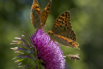 Beautiful butterflies on a flower