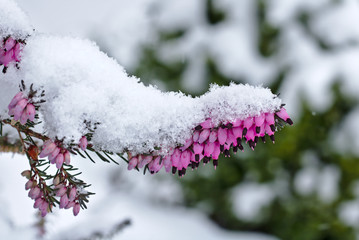Snow-covered spring heath in bloom