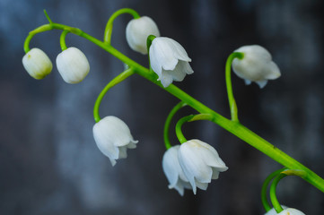 Lily of the Valley (Convallaria majalis)