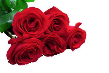 Red or scarlet roses with green leaves. Isolated, white background.