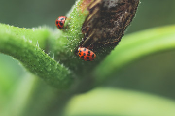 ladybugs on sunflower stem