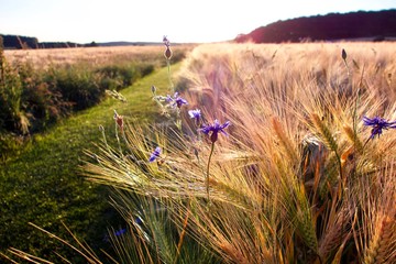 path with dainty purple wildflowers