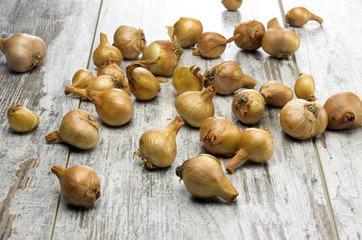 Onion on rustic table