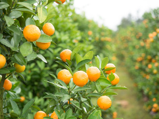 Image of a branch of a citrus tree with foliage and tangerines on the background of a garden