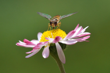 dittero su margherita