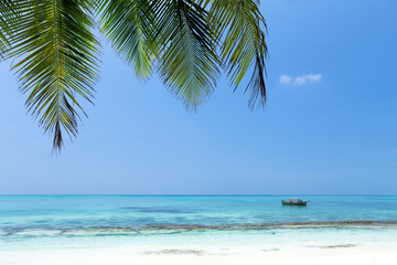 Fototapeta na wymiar Coconut palm trees on seaside