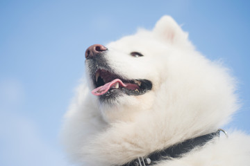 Obraz na płótnie Canvas close portrait of a very beautiful white fluffy northern polar dog. The muzzle of the samoyed close-up. The domesticated wolf. A dog is a friend of man. Training and handling