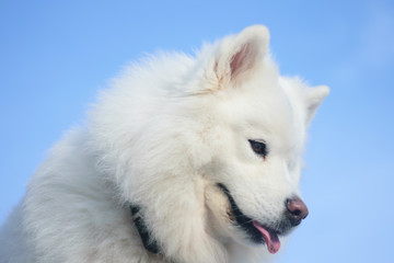 close portrait of a very beautiful white fluffy northern polar dog. The muzzle of the samoyed close-up. The domesticated wolf. A dog is a friend of man. Training and handling