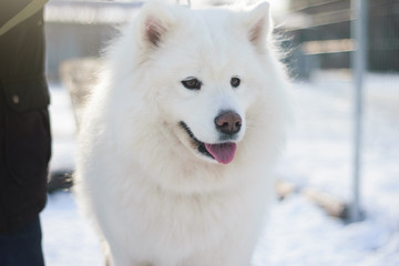 Fototapeta premium close portrait of a very beautiful white fluffy northern polar dog. The muzzle of the samoyed close-up. The domesticated wolf. A dog is a friend of man. Training and handling