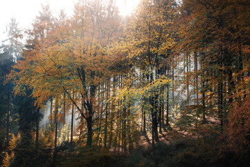 Trees in the sun. Autumn in the forest