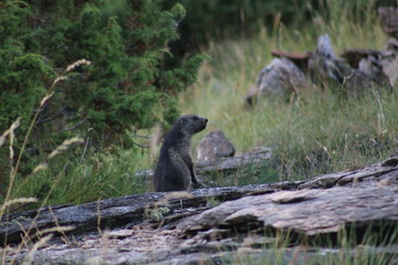 marmotte