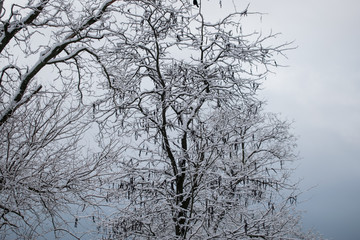 Obraz premium winter trees. Black trees against the sky. Black branches of trees covered with snow. Silhouette of tree, trees. Postcard, wall-paper, decor