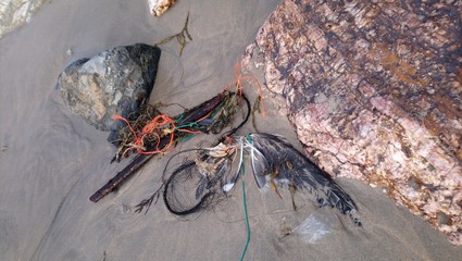 Dead Bird washed up on Beach