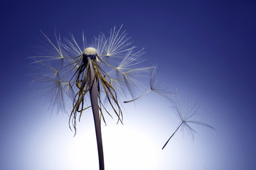 dandelion and its flying seeds