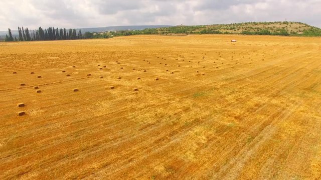Flight over the yellow field with wheat. Bird's-eye.