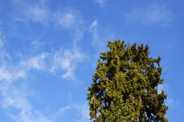  top of a green coniferous tree against a beautiful spring sky