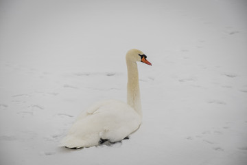 The White Swan lies on the snow.